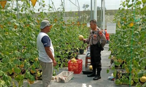 Panen Melon Inthanon: Pembeli Langsung Petik Sendiri di Green House Darul Quran