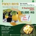 Panen Raya Melon Inthanon, Green House Darul Quran Sukses Hasilkan 1,40 kwintal